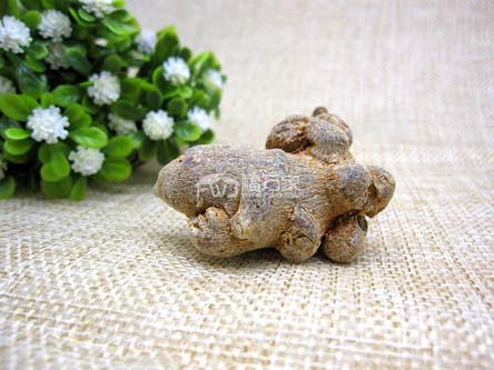 三七的效用可以用在哪些方面？