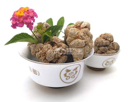 小孩能吃三七粉嗎？