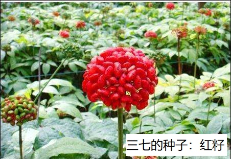三七籽